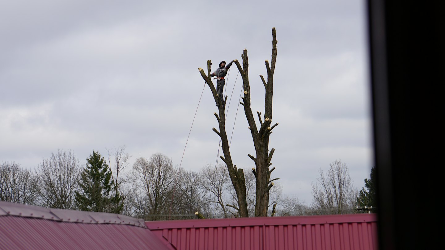 An arborist works high in a tree using safety ropes.