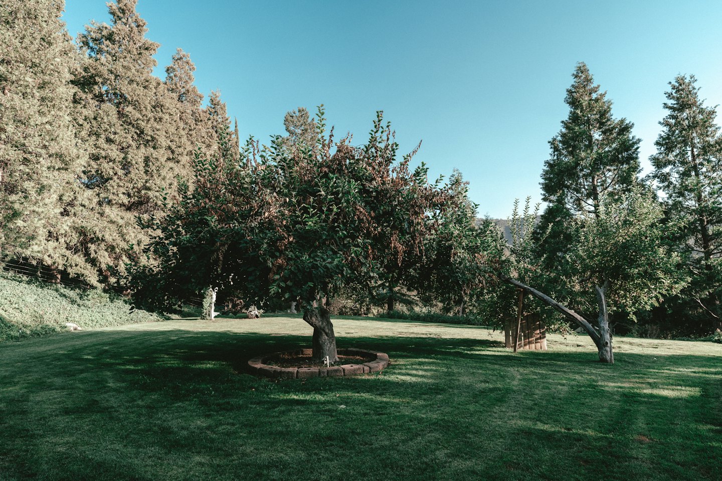 A large tree with a brick border stands in a park.