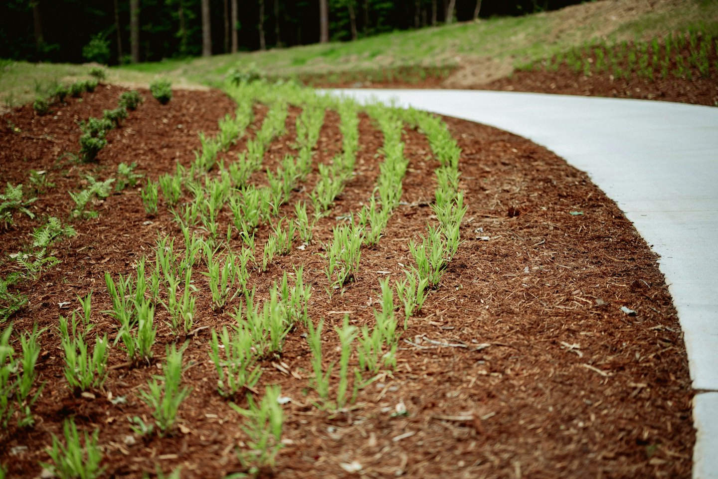 Rows of green plants in wood mulch next to a concrete path.