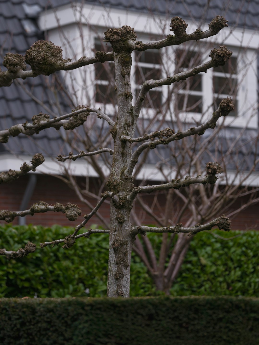A pruned tree stands before a house with a dormer window.